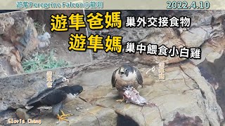 20220410 遊隼爸媽巢外交接食物,遊隼媽巢中餵食小白雞【龍洞遊隼育雛Peregrine Falcon】