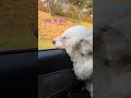 인생 뭐 있냐 #강아지 비숑프리제