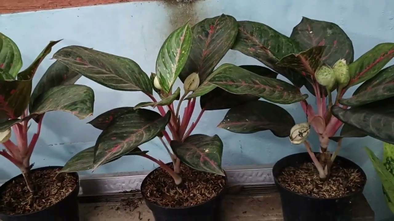 Paket 150 RB Dapat Aglonema Banyak Dan Gratis Ongkir Jawa Kirim Tanpa Bongkar 