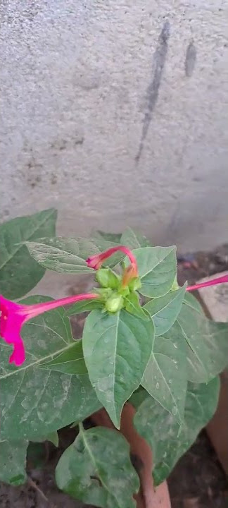#marvel #of #peru plant... #mirabilis #jalapa plant... #4o'clock plant...