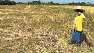 Harvesting Rice in the Issan area of Thailand