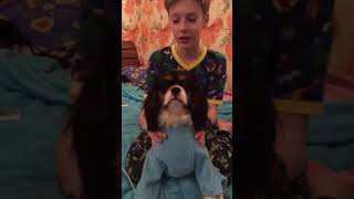 Массаж для собаки. Смешные животные. :) Массаж для собаки. Смешные животные. :)