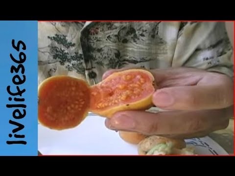 Video: How to Eat Guava: 12 Steps (with Pictures)