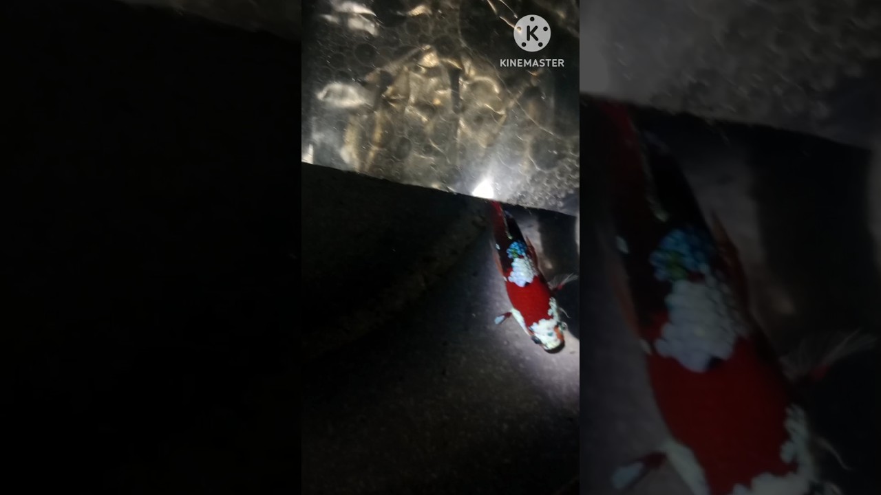 nemo candy betta fish breeding in tamil 👍successful 👍