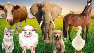 animal sounds and foods: cows, dogs, cats, chickens, elephants | Learn about familiar animals