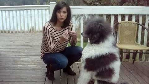 Short Introduction to Clicker Training