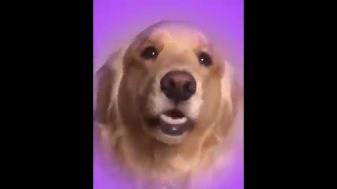 La mejor sonrisa de un perrito
