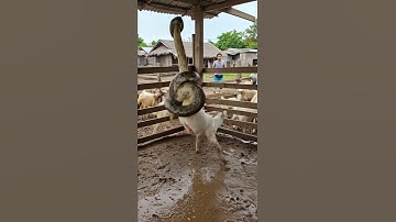 Massive Python Wrap Upside Down Goat Inside Pen Village!