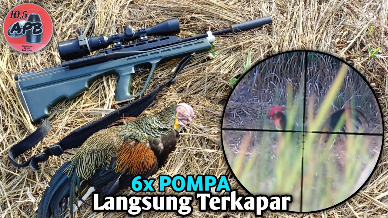 Uklik BULLPUP kembali‼️ Langsung poin ayam hutan