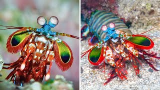 Peacock Mantis Shrimp 🦐 The Strongest Punch in the Sea!