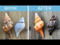 Best way to safely clean seashells and its economical too