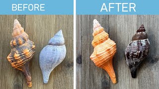 Best way to safely clean seashells! And it's economical too!