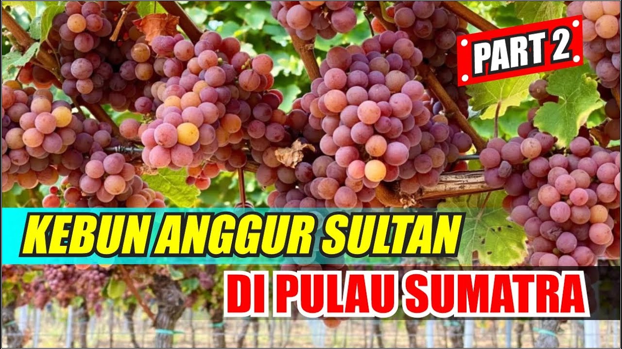 ВИНОГРАДЫ СУЛТАНА НА ОСТРОВЕ СУМАТРА ЧАСТЬ 2