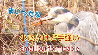 小さいけど手強いよ　Small but formidable　#grayheron #タウナギ