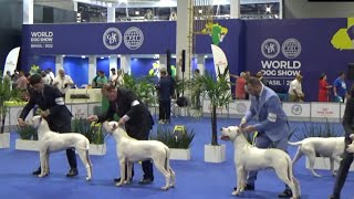 Dogo Argentino World dog show 2022 Brazil