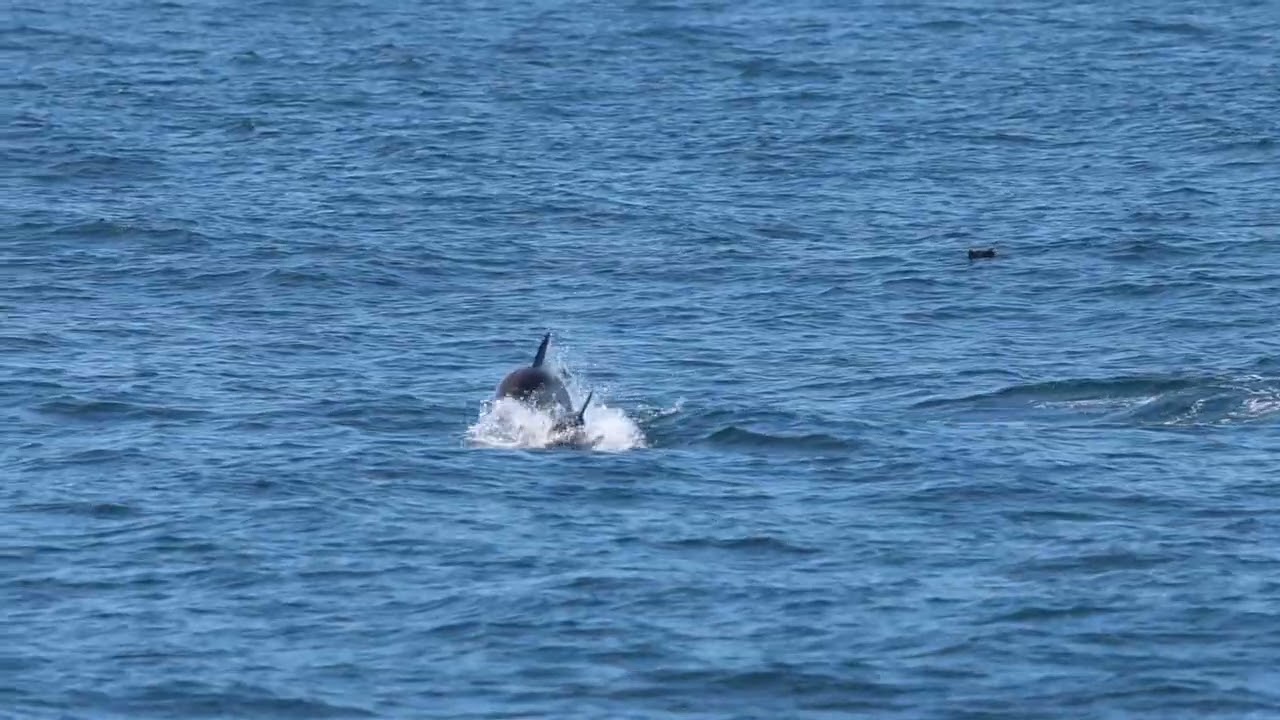 Common Dolphins & Sooty Shearwaters // Suffolk County, NY // 2024.06.03