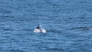 Common Dolphins & Sooty Shearwaters // Suffolk County, NY // 2024.06.03