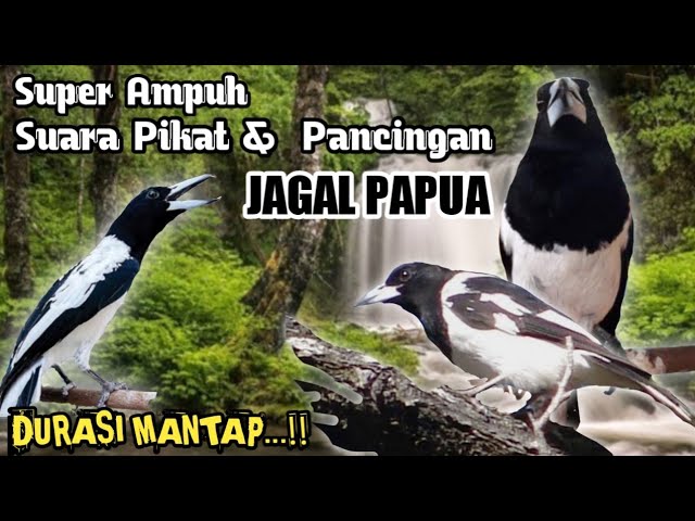 Suara pancingan & Pikat Jagal Papua. Cocok Juga Buat Masteran. 💯% Ampuh. class=