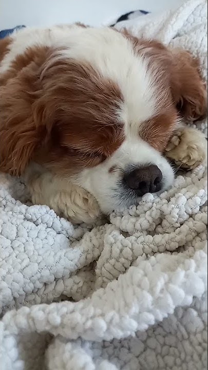 Retired cavalier king charles spaniel for sale near me