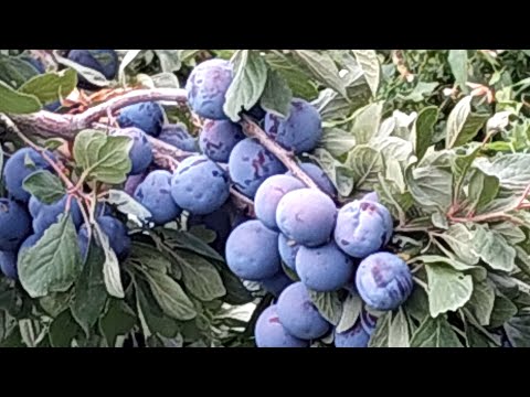 Қызы әкесінің үлкен мүшесін сорып алады