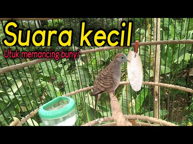 Perkutut lokal suara kecil untuk pancingan yang susah bunyi class=