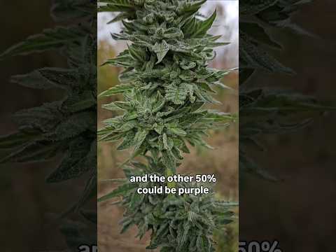 Frankenstein <strong>THCa</strong> Flower (with seeds)
