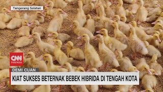 Kiat Sukses Beternak Bebek Hibrida Di Tengah Kota
