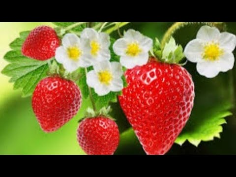 فيديو: كيفية زراعة الفراولة في الخريف والربيع