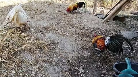 saib tus npawg ob peb tug Qaib dib seb nej ho pua nyiam 23876723