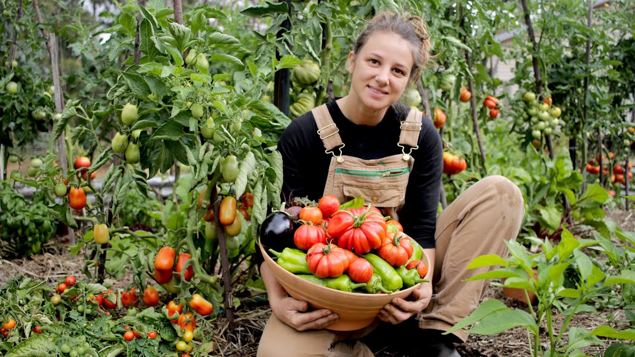 Our Incredible 24-week Journey Growing and Cooking with Fresh Tomatoes!