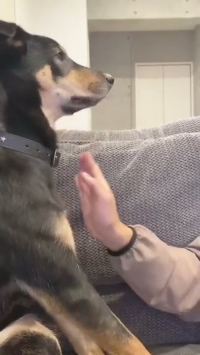 なぞ犬ブルーノch Youtube