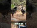 Silkie Chickens | New Jerusalem #silkie #chickens