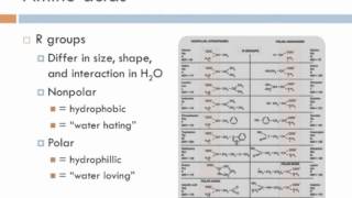 Biology 1, Lecture 3: Proteins