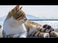 Sleep music for cats with ocean sounds  relaxation music for cheerful cats