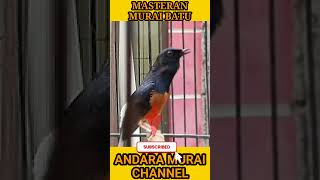 Deep Relaxation with Bird Sounds 🌿 #shorts #relax #calm