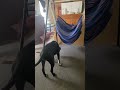 PUPPY HOMER'S MOM-FIONA TRICKS/AlmaLowell/NC,USA #short #shortvideo #youtubeshorts #dog #dogtricks