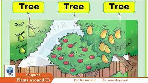 NSS Grade 02 Science Chapter 06
