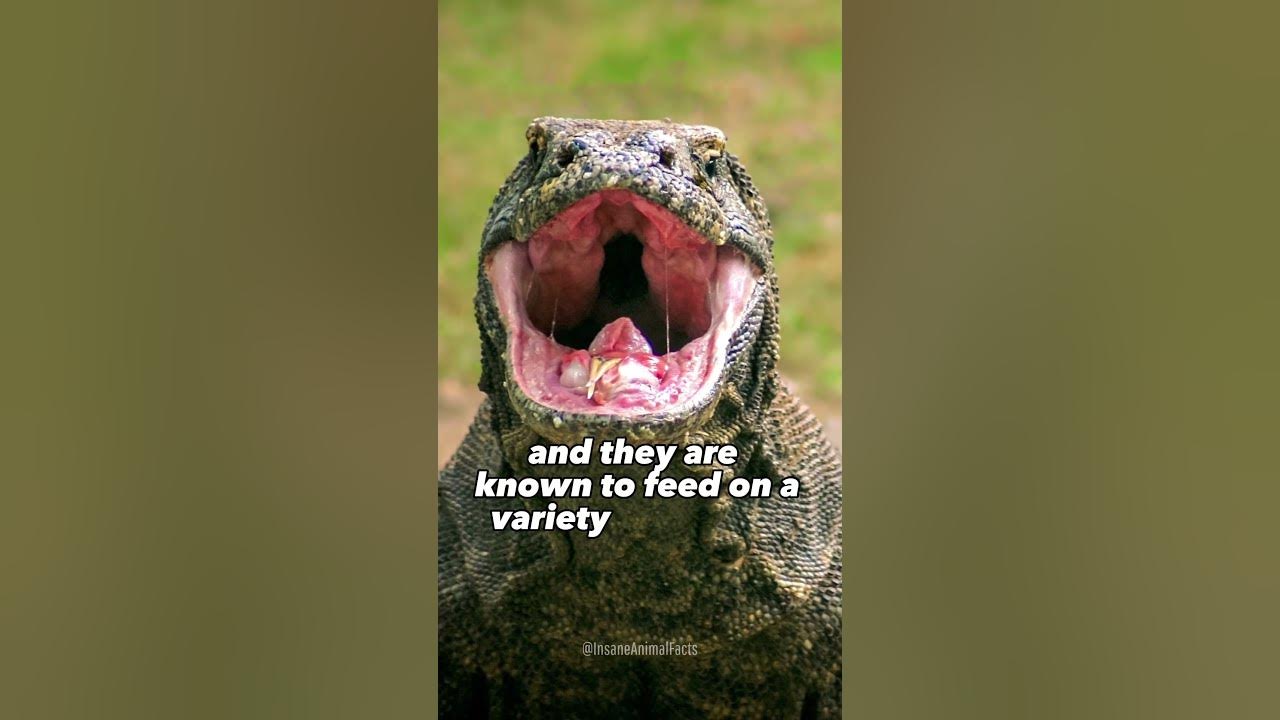 Komodo Dragon Facts That Will Make You Fear Going Outside!!!🦎 #shorts #