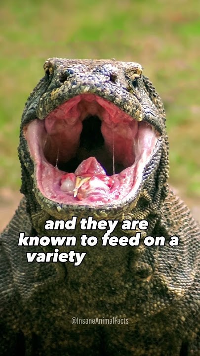 Komodo Dragon Facts That Will Make You Fear Going Outside!!!🦎 #shorts #