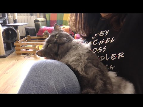 Szekspir "Przytulas" poleca się do adopcji :) Szekspir "Przytulas" poleca się do adopcji :)