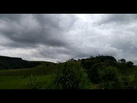 Chuva de aranha no Sul de Minas