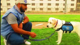 Ned, the Service Dog