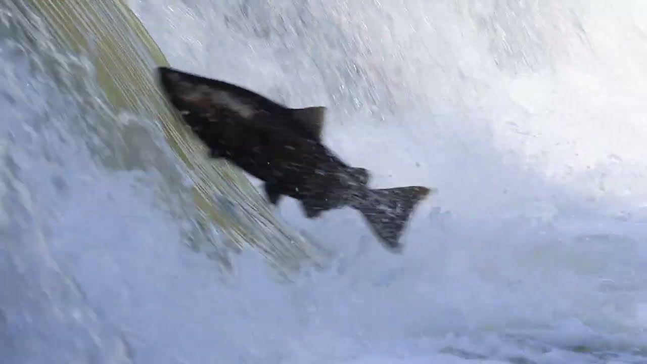 Chinook Salmon Fall Migration   HD 1080p