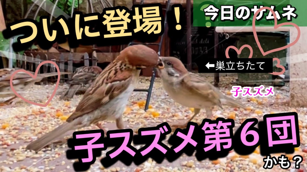 今日の小庭総集編(鳩数4羽)250827 - YouTube