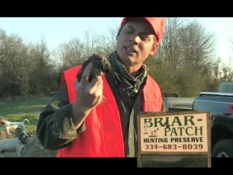 Quail Hunting, Briar Patch ,West Alabama Hunting T...