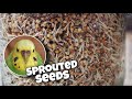 🌱 sprouted seeds | healthy food for pet birds!