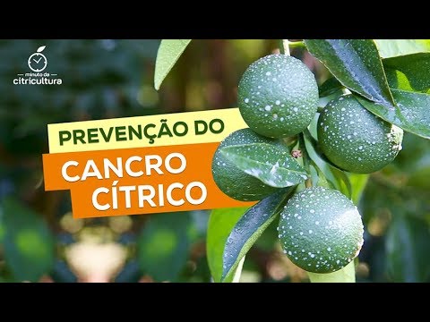 Video: Control del cancro de los cítricos: consejos para tratar la enfermedad del cancro de los cítricos