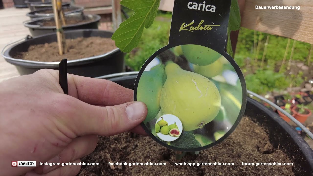 Mediterrane Terrasse im Juni: Zitrus, Feigen und Granatapfel im Check