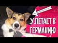 Новая жизнь Тузика. Немецкая семья для бездомной собаки из России.