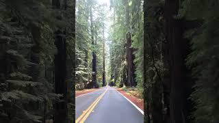 Avenue of the Giants, California #shorts